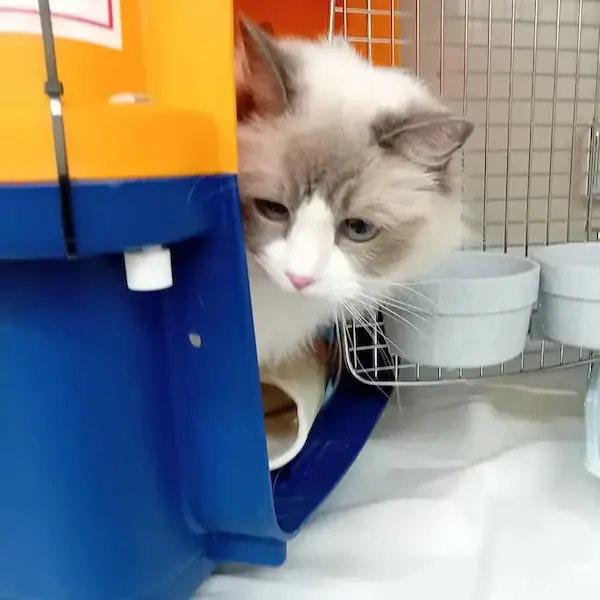 Pet Image