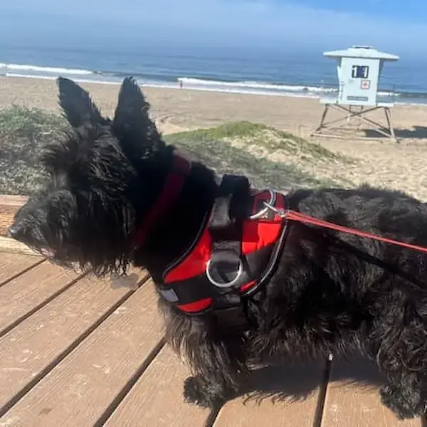 Pet Image