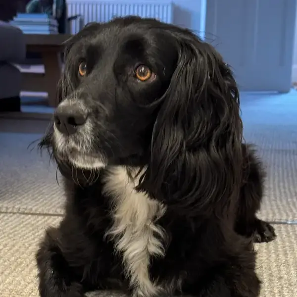 Pet Image