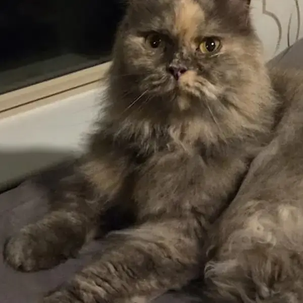 Pet Image