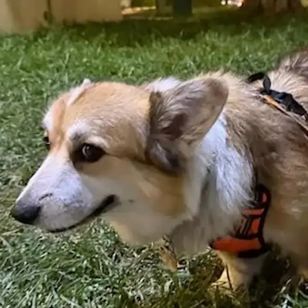 Pet Image