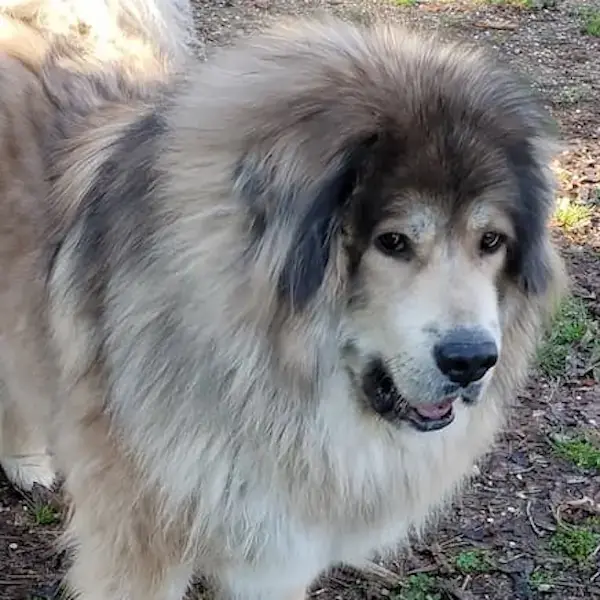 Pet Image