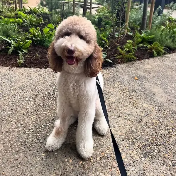 Pet Image