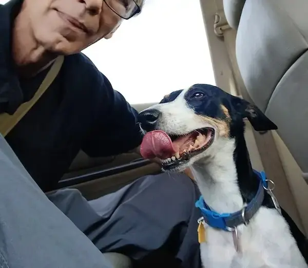 Pet Image
