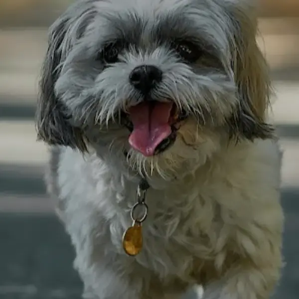 Pet Image