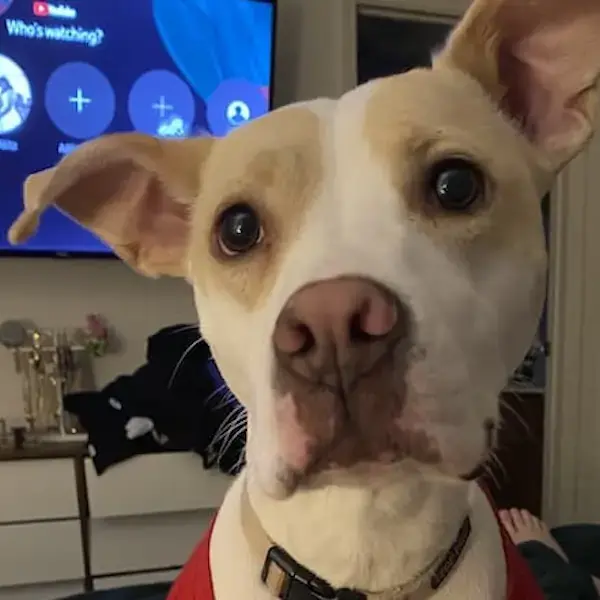 Pet Image