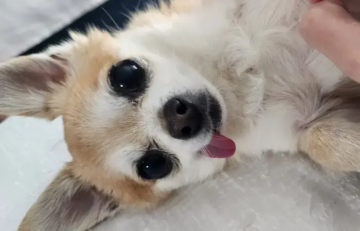 Puff