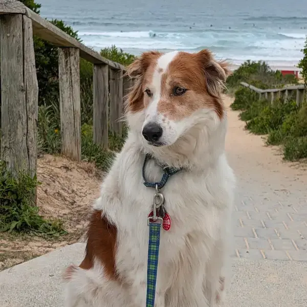 Pet Image