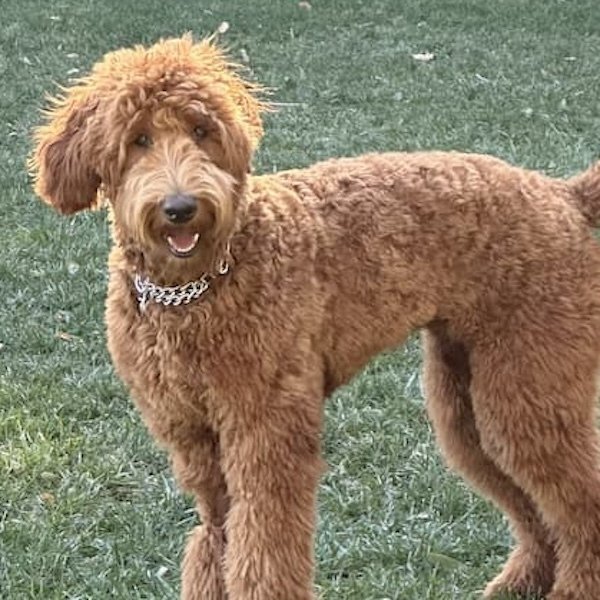 Pet Image
