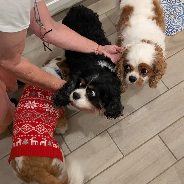 Pet Image