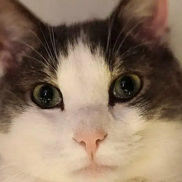 Pet Image