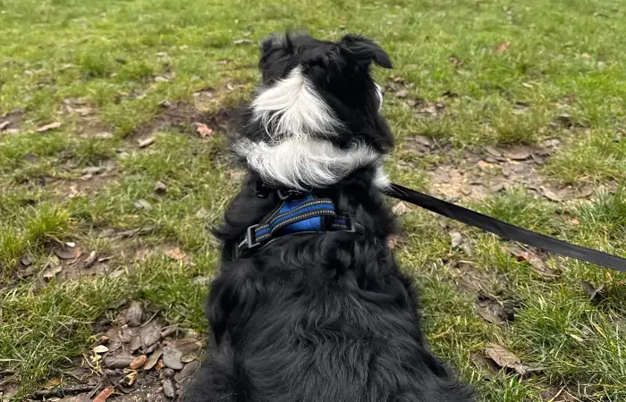 Taz