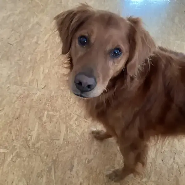 Pet Image