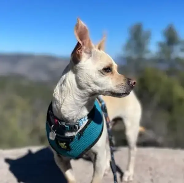 Pet Image