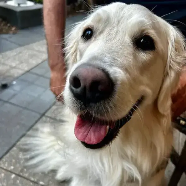 Pet Image