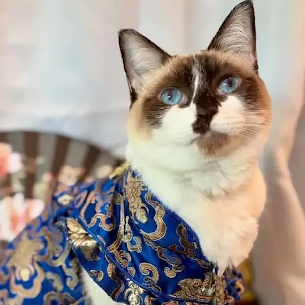 Pet Image