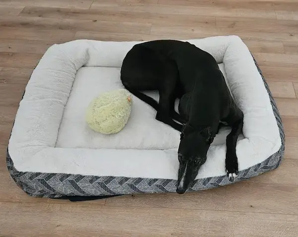 Pet Image